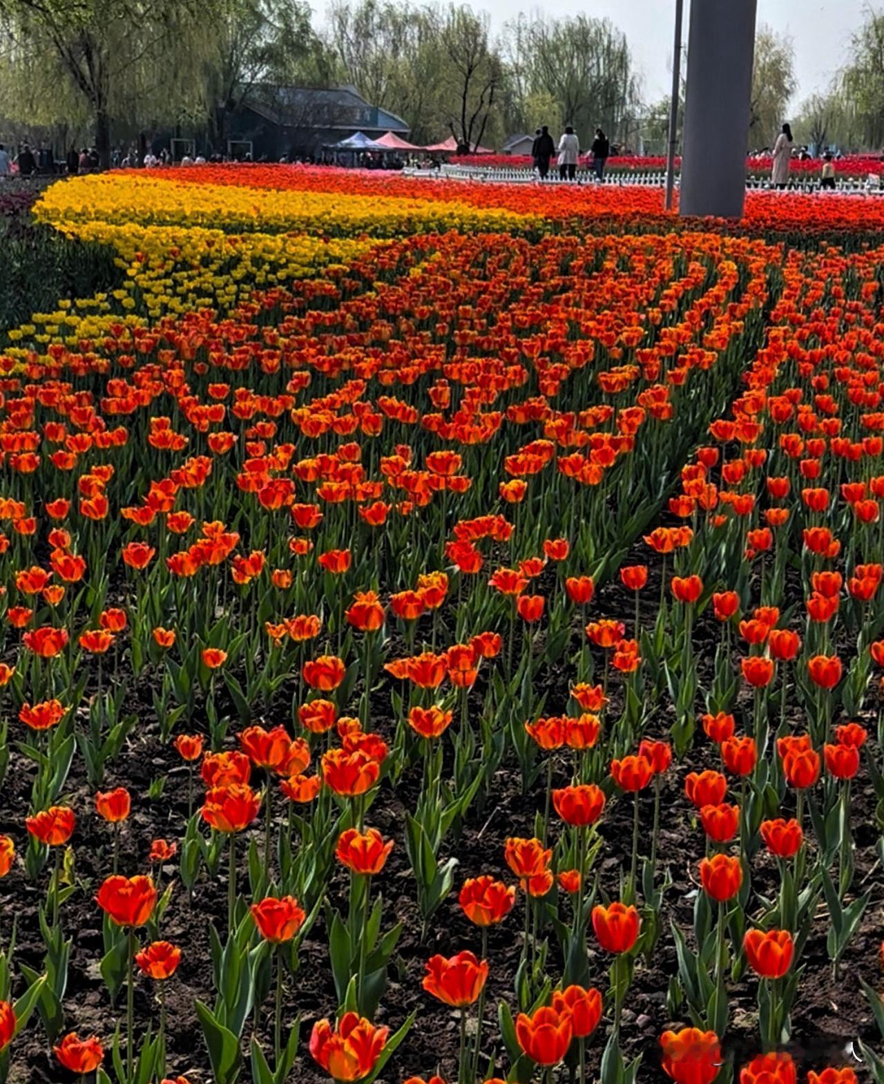 山东滨州秦皇河公园的郁金香开花了！来赏花吧！