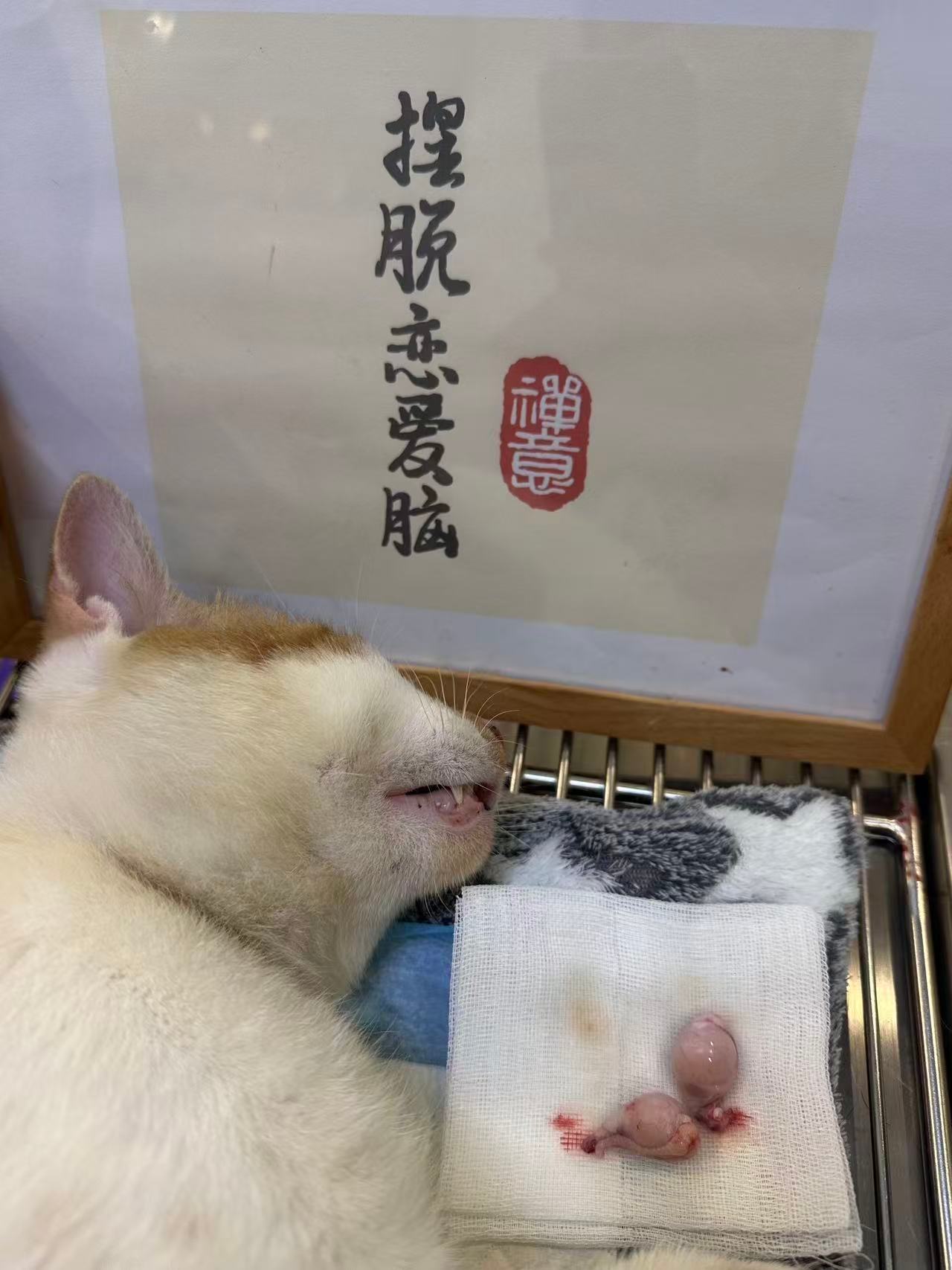 让我们一起恭喜这位幸运小猫成功抽到中秋限定幸运大礼包—割蛋套餐[打call][打