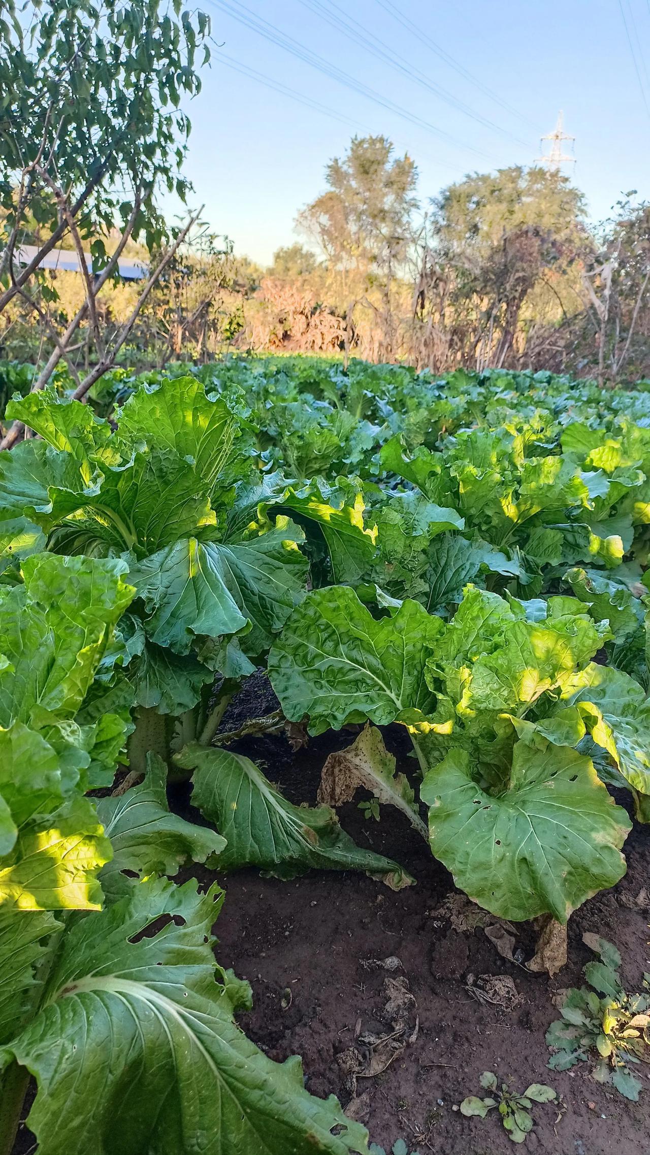 童年回忆系列之三——白菜地里的贼影

那是个初冬的早晨，大地还笼罩在一片黑暗之中