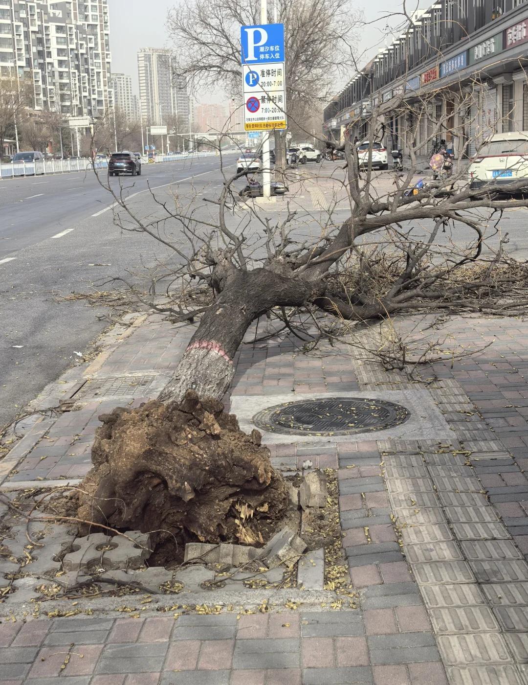 石家庄妖风
树：我是谁，我在哪，我要去哪？[捂脸]