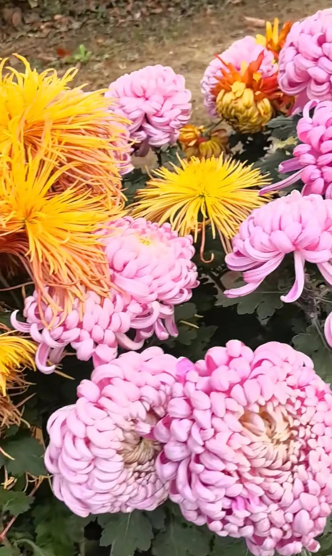 南阳白河湿地公园近日是有菊花展吗？
昨天去逛了一圈，
看见路边添了不少菊花
九月