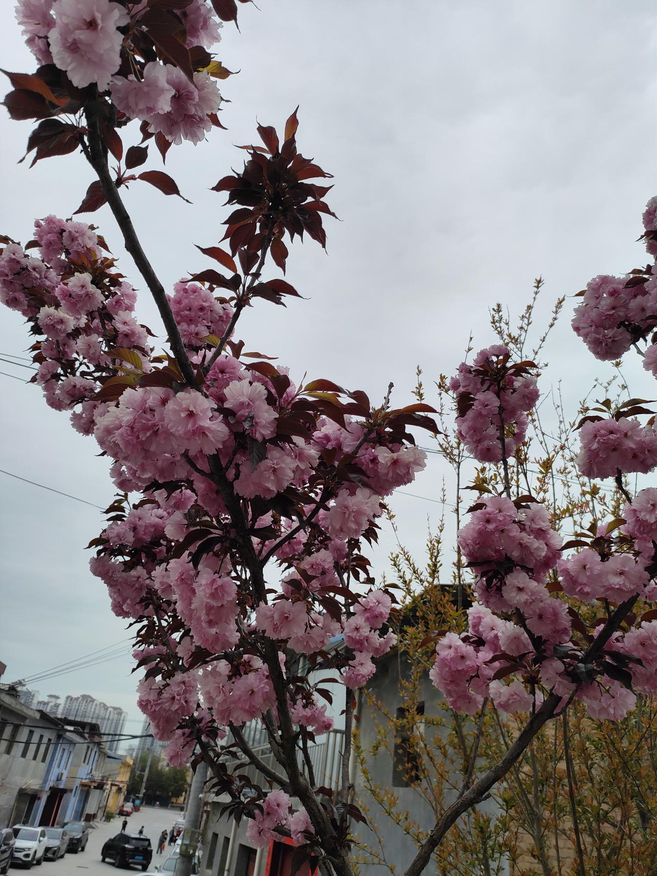 枝头樱花如云似霞，把这一方天地装点得温柔无限。微风轻拂，花香暗涌，生活的美好，往