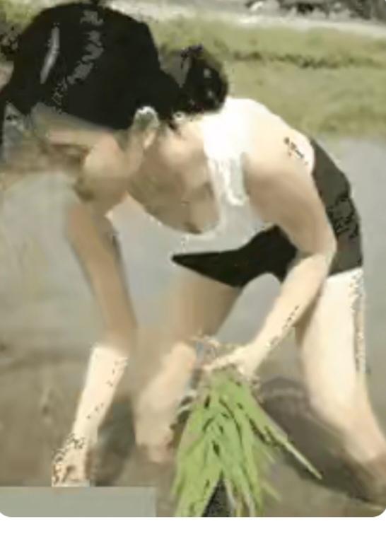 插秧
水田地里在插秧；
现在已经机械化；
大的面积用机械；
边角旮旯用人插；
今