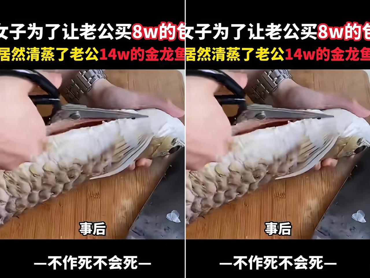 真让人哭笑不得，
就因为老公不肯买8万的包，
妻子直接把14万的金龙鱼给清蒸了。