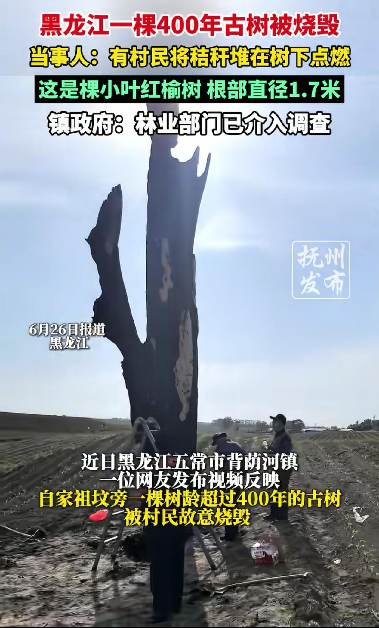 必须严惩！黑龙江五常，村民家祖坟旁长了一棵四百多年历史的大树，可村里另一个人不知