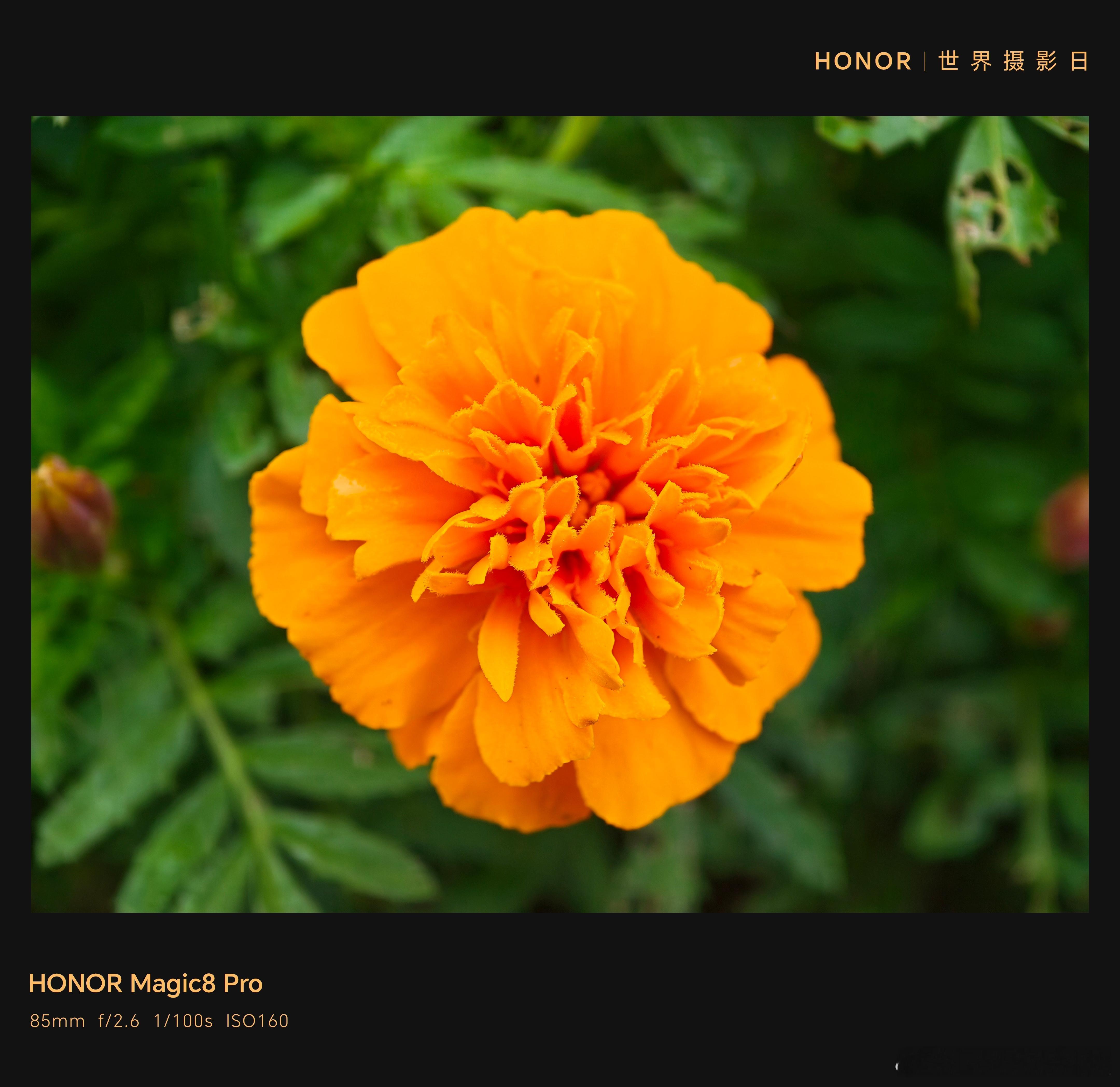 十一月你好11月来咱们芜湖雕塑公园，拍摄拍摄花朵！不得不说，Magic8Pro拍