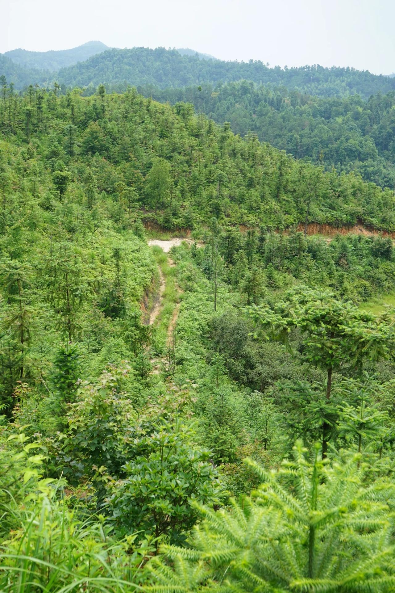 分享树的美景