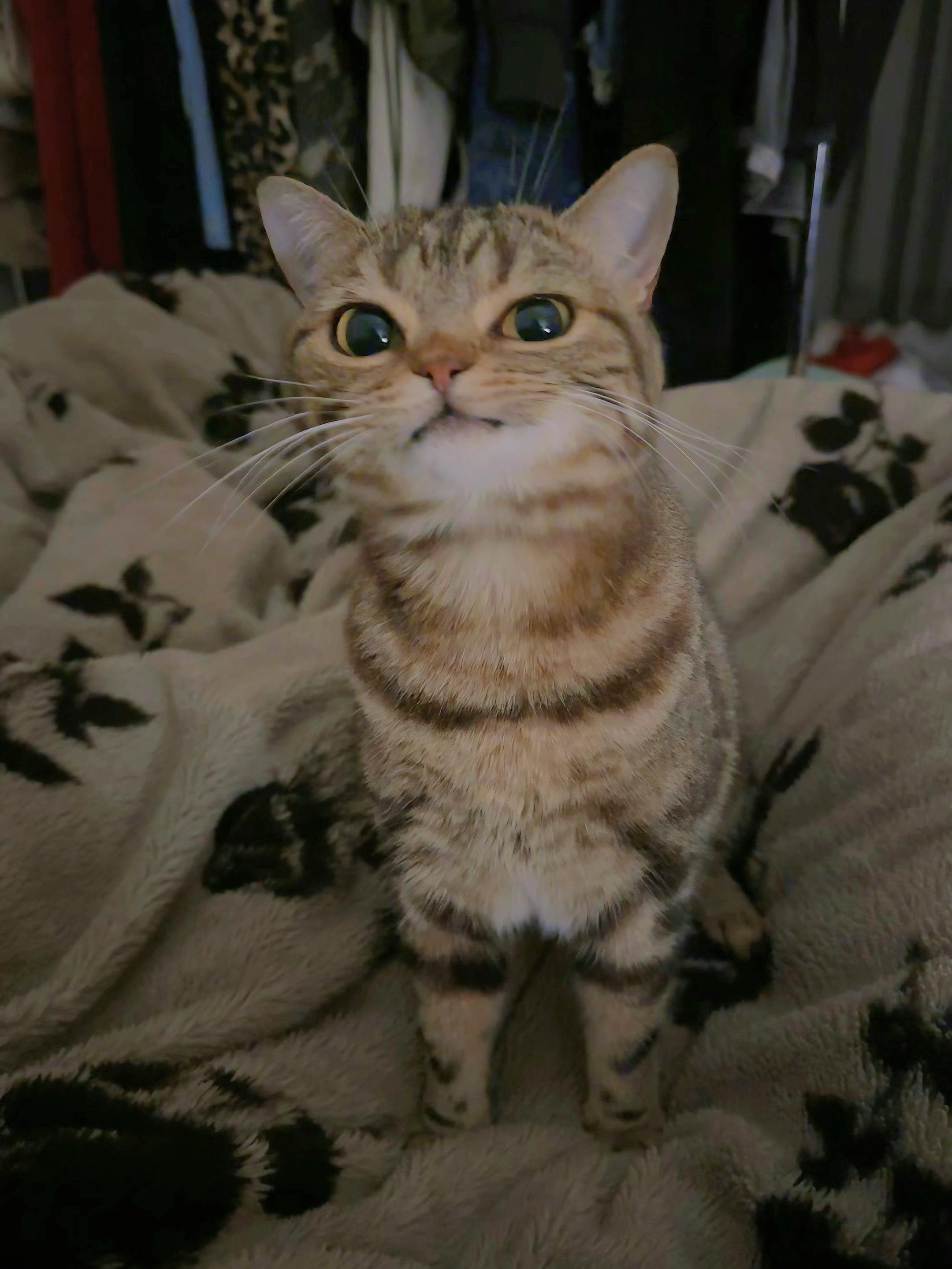 谁家小猫这种眼神看人哒！！！恨不得亲一口