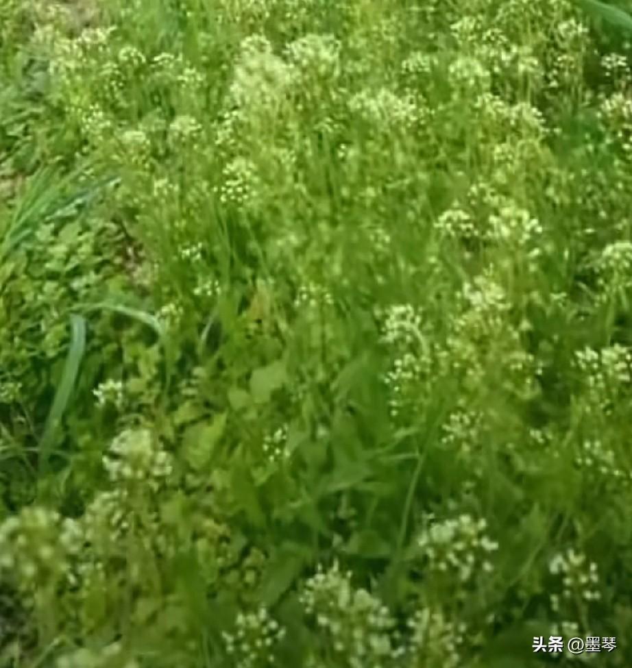 最近这段时间，每每刷抖音，都会弹出北方人挖荠菜的视频，他们发就算了，还质问我们云