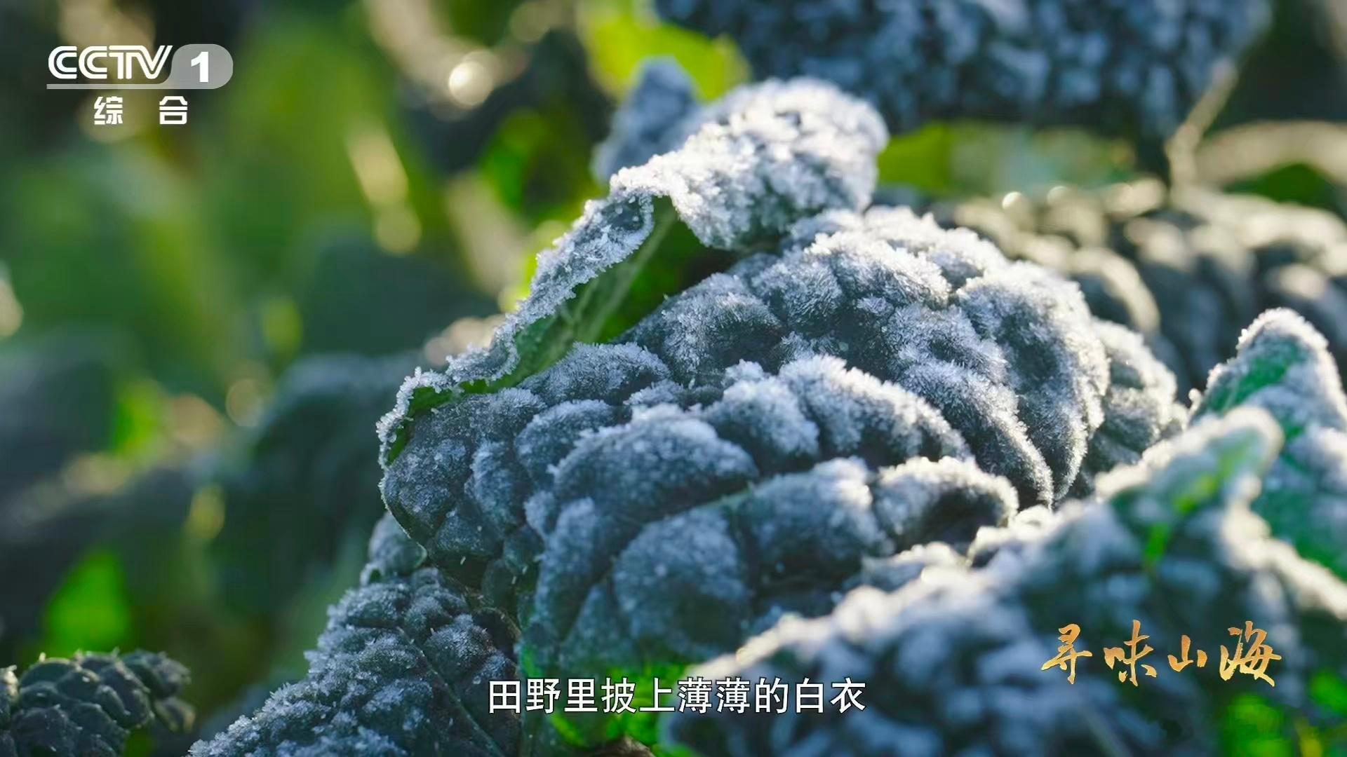 会吹泡泡的蔬菜湖北有种0摄氏度严选青菜  不是所有皱叶黑油白菜都叫泡泡青！随州土