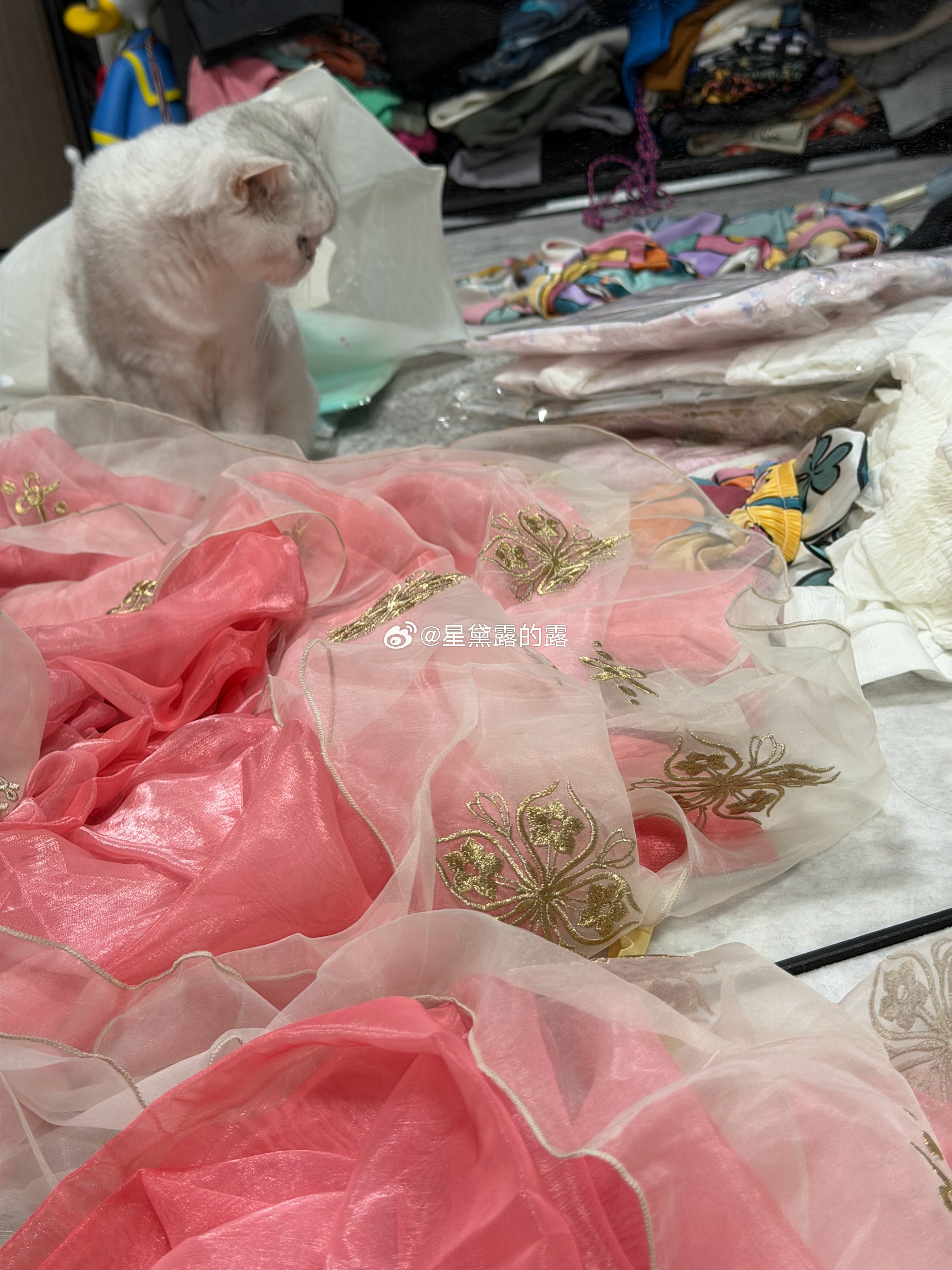 上辈子绝对是个小姑娘 每次我一拆漂亮裙子她就坐着看 