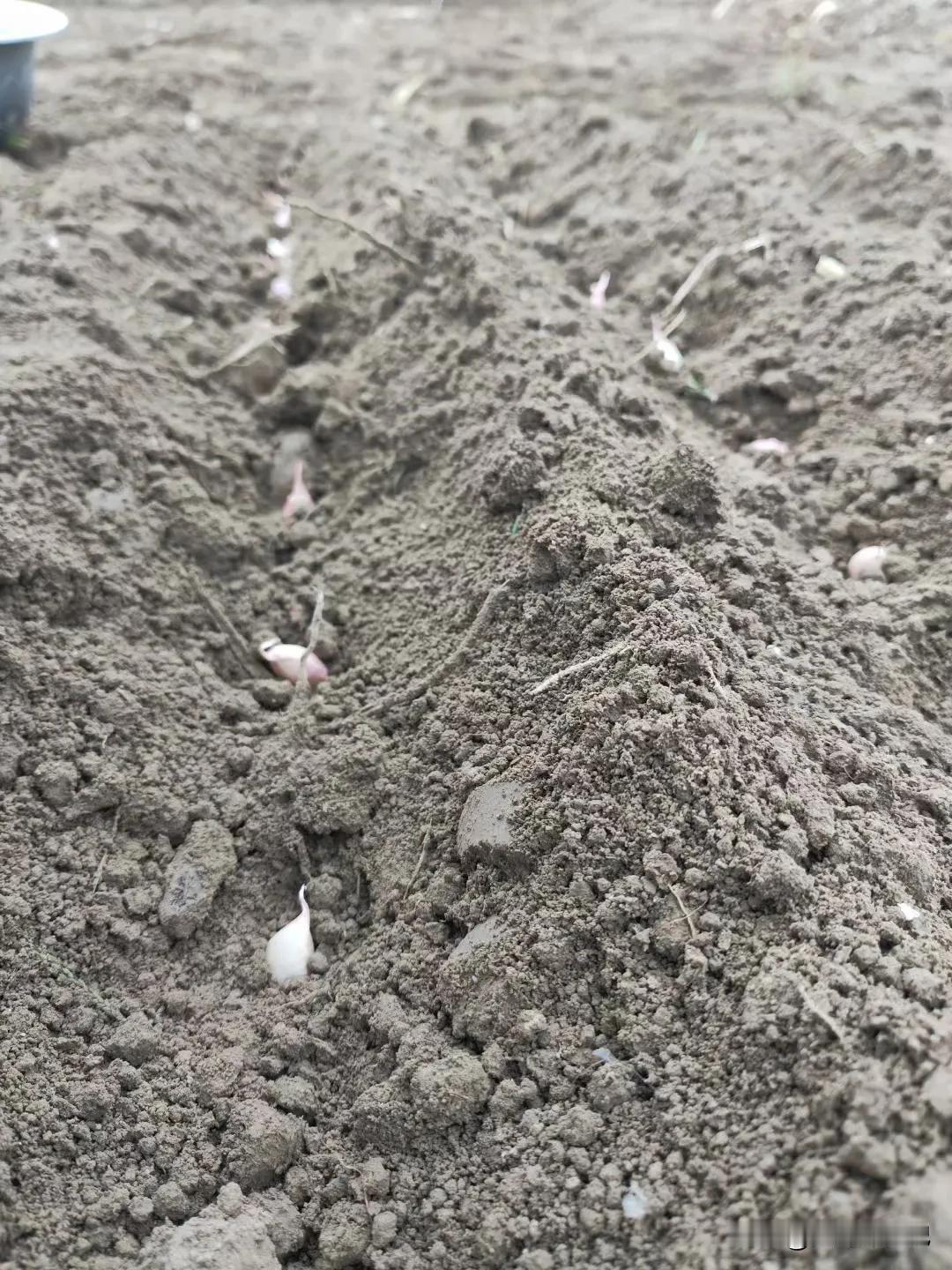 
栽蒜日当午，
汗滴脚下土。
弓腰弯腿累，
腰酸背又疼。
农时不等人，
拼命向前