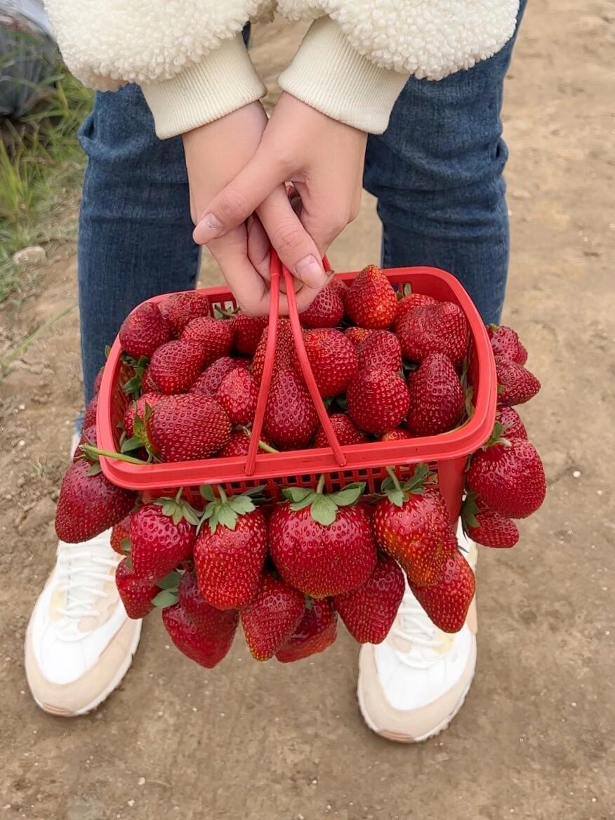 老板说一个篮子随便装🍓，然后... 