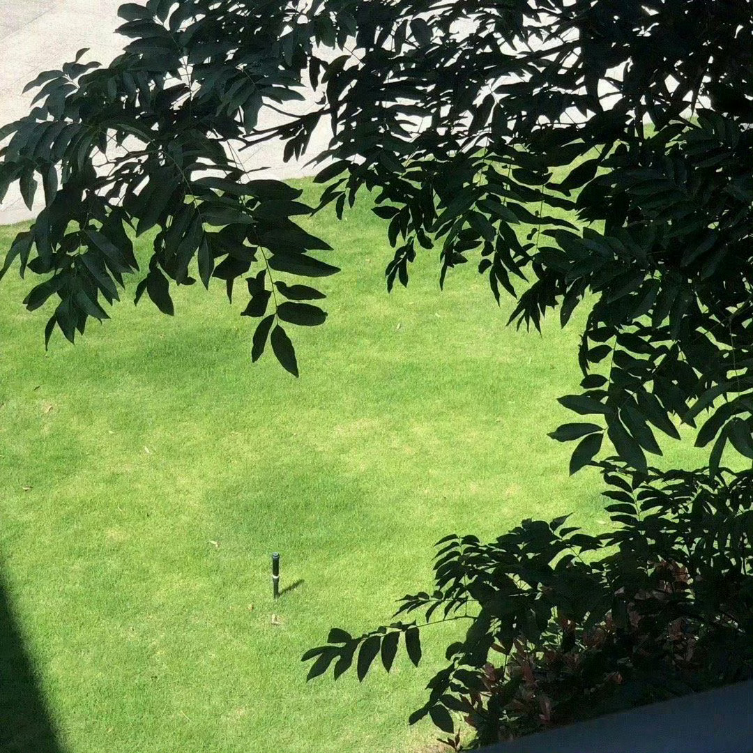 如果你也喜欢绿色💚
