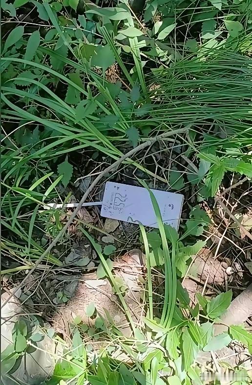 网传这里就是程梦圆坠崖的张良垴二道崖，属于无防护的未开发野线。这已经不能称之为路