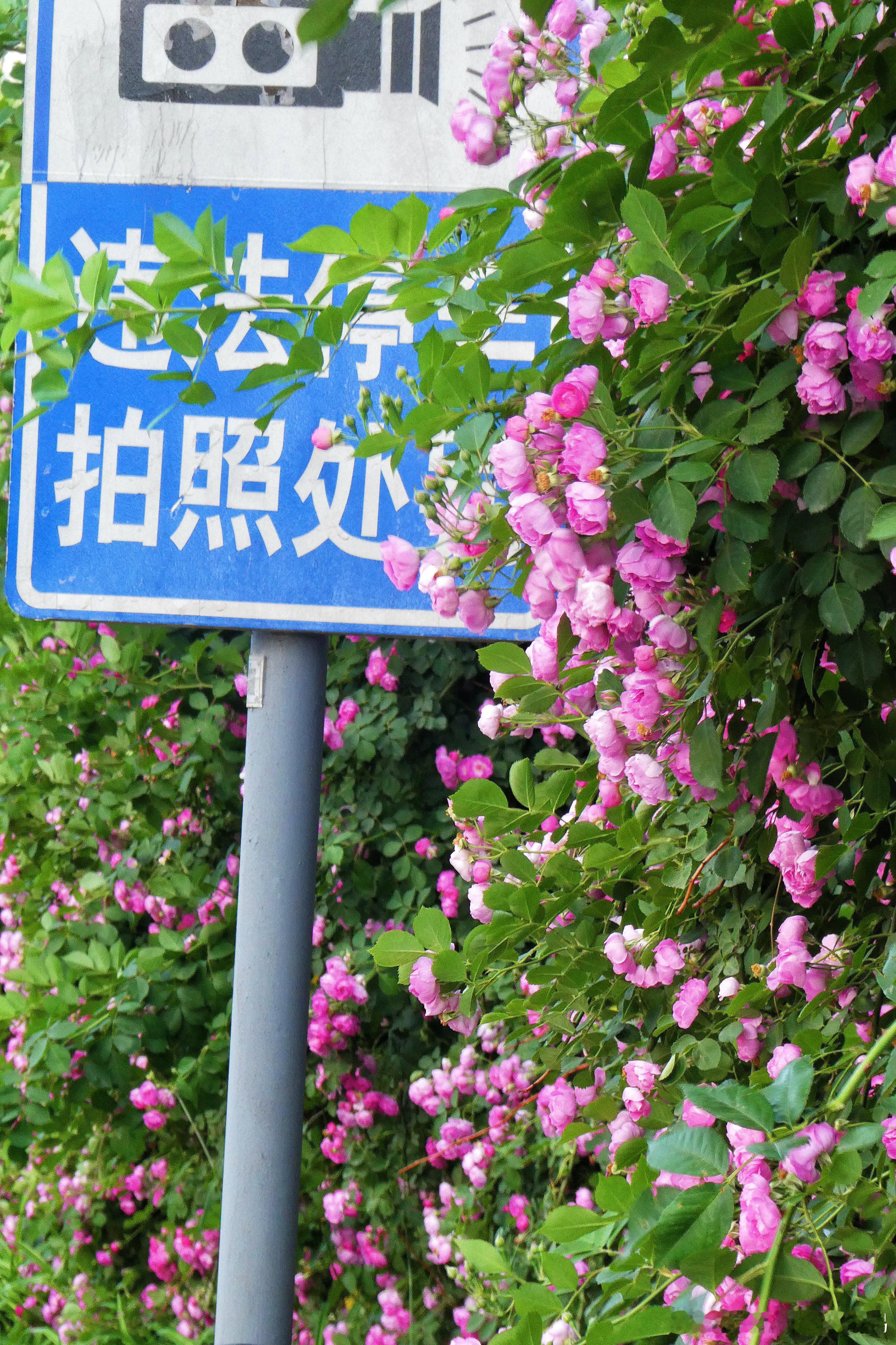 大风后，盛开的北京奥森蔷薇。摄影​​​