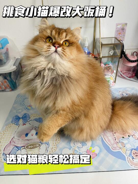 挑食小猫大爆改｜选对猫粮超轻松