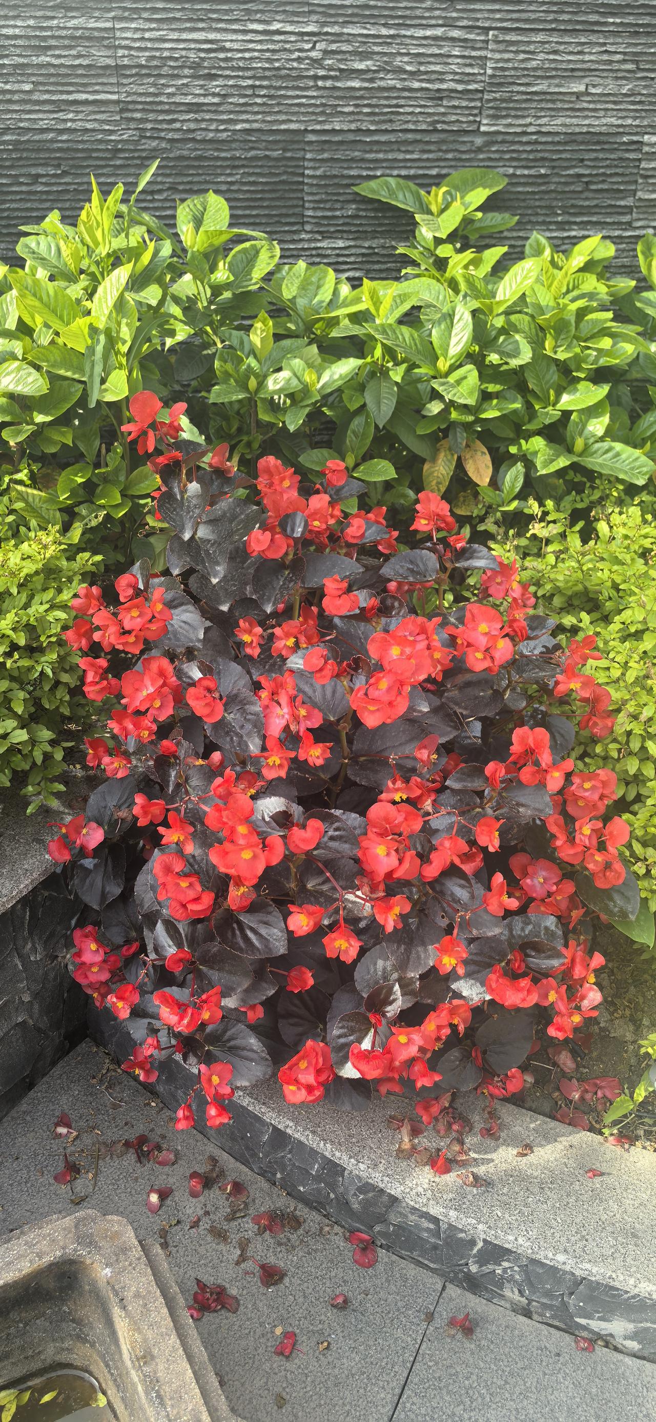 发一张你相册最近拍的花手机随拍鲜花 你认识这种花吗？