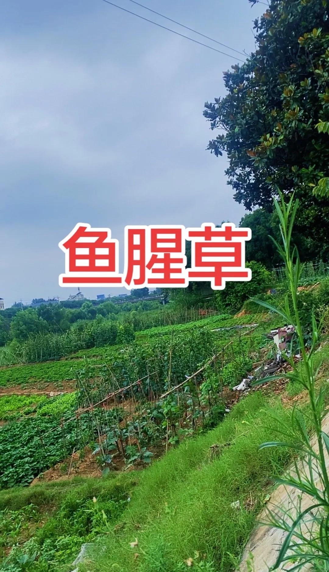 2026斯诺克世锦赛八强对决，吴宜泽以13-8力克瓦菲，顺利闯入半决赛！所有人目