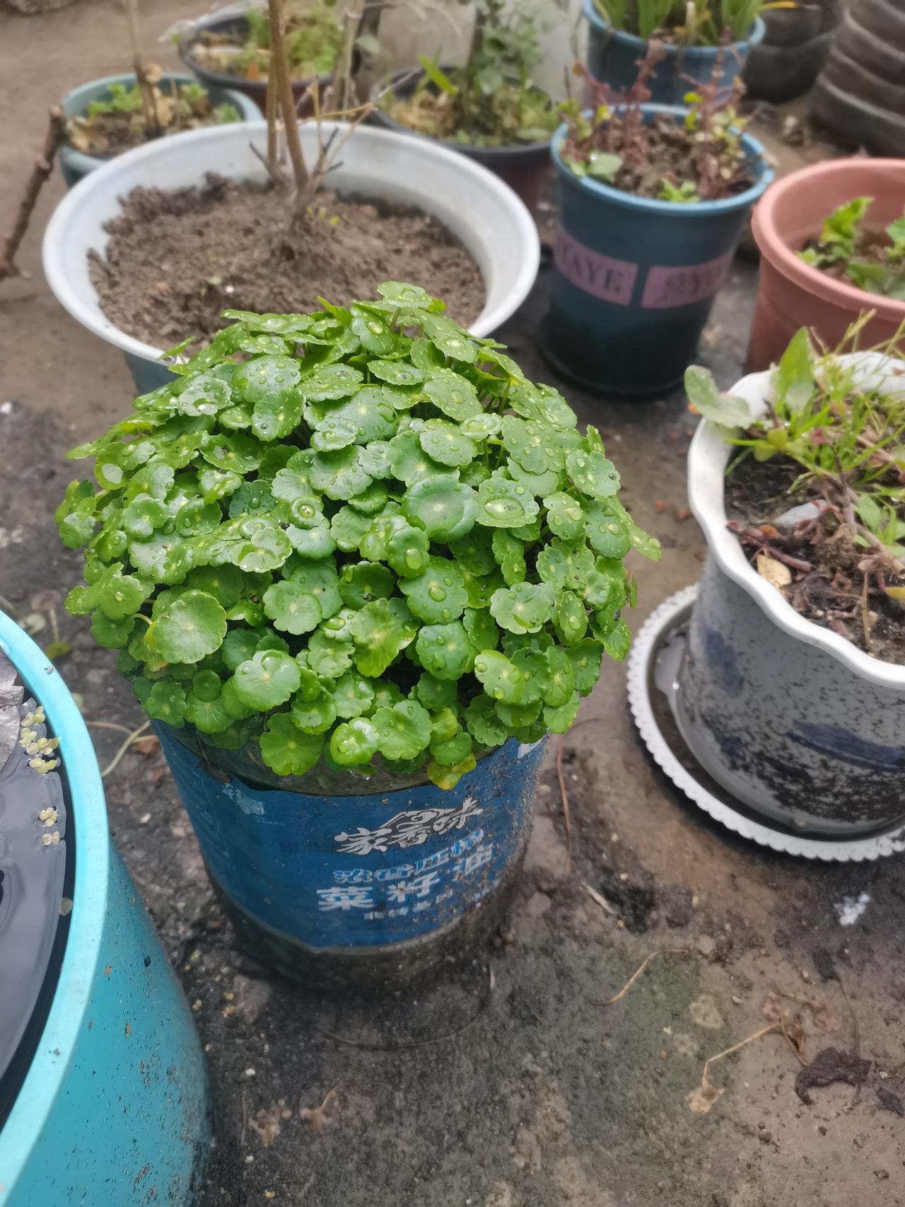 春天来了，铜钱草终于长出来了，典型的蘑菇头造型