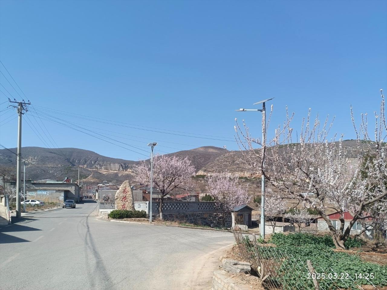 又到杏花盛开时——
 
去年此时，我回渡口老家院子拔草，住了一段时间，期间，正值