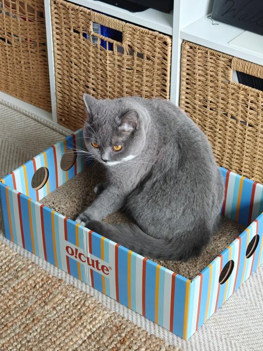 超适合养猫朋友的礼物