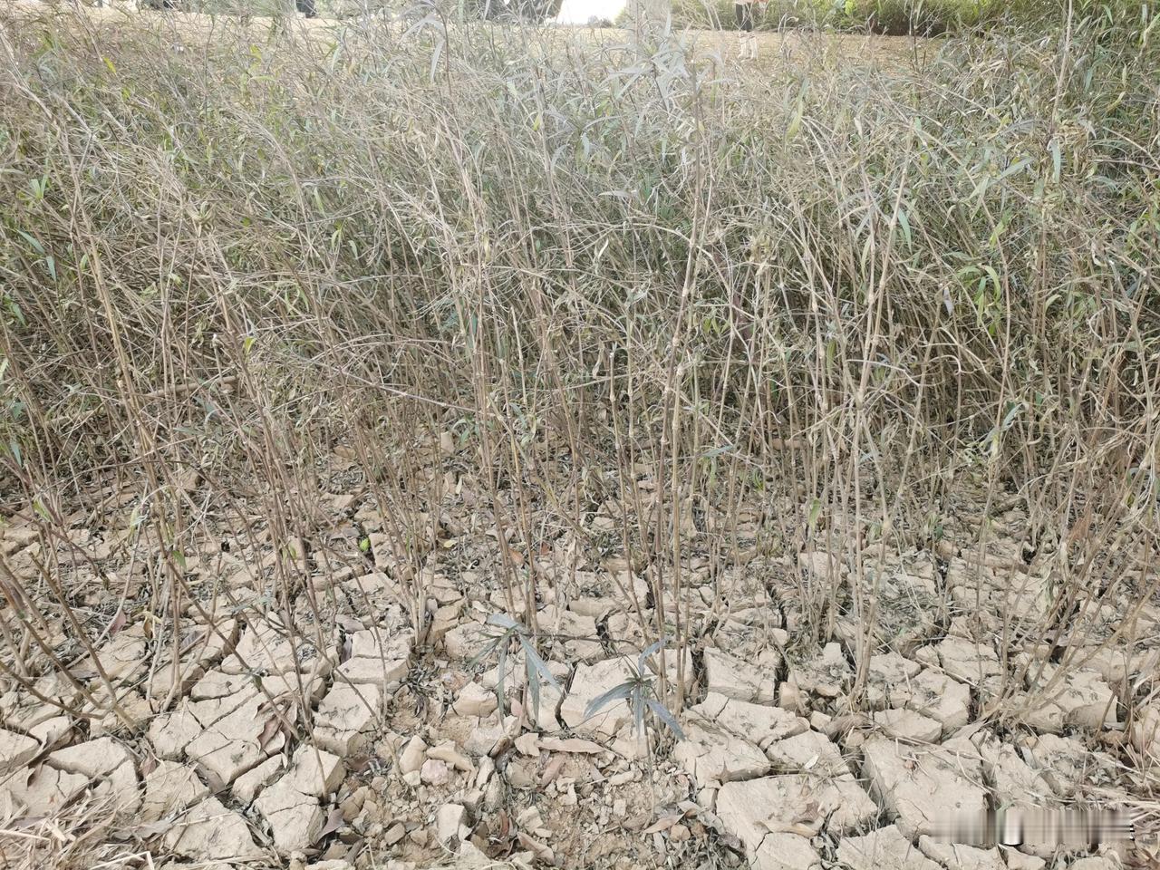 当时洪峰过境留下的淤泥，这天气太干旱了，泥巴裂开，花也是要死不活黄不拉几的样子。