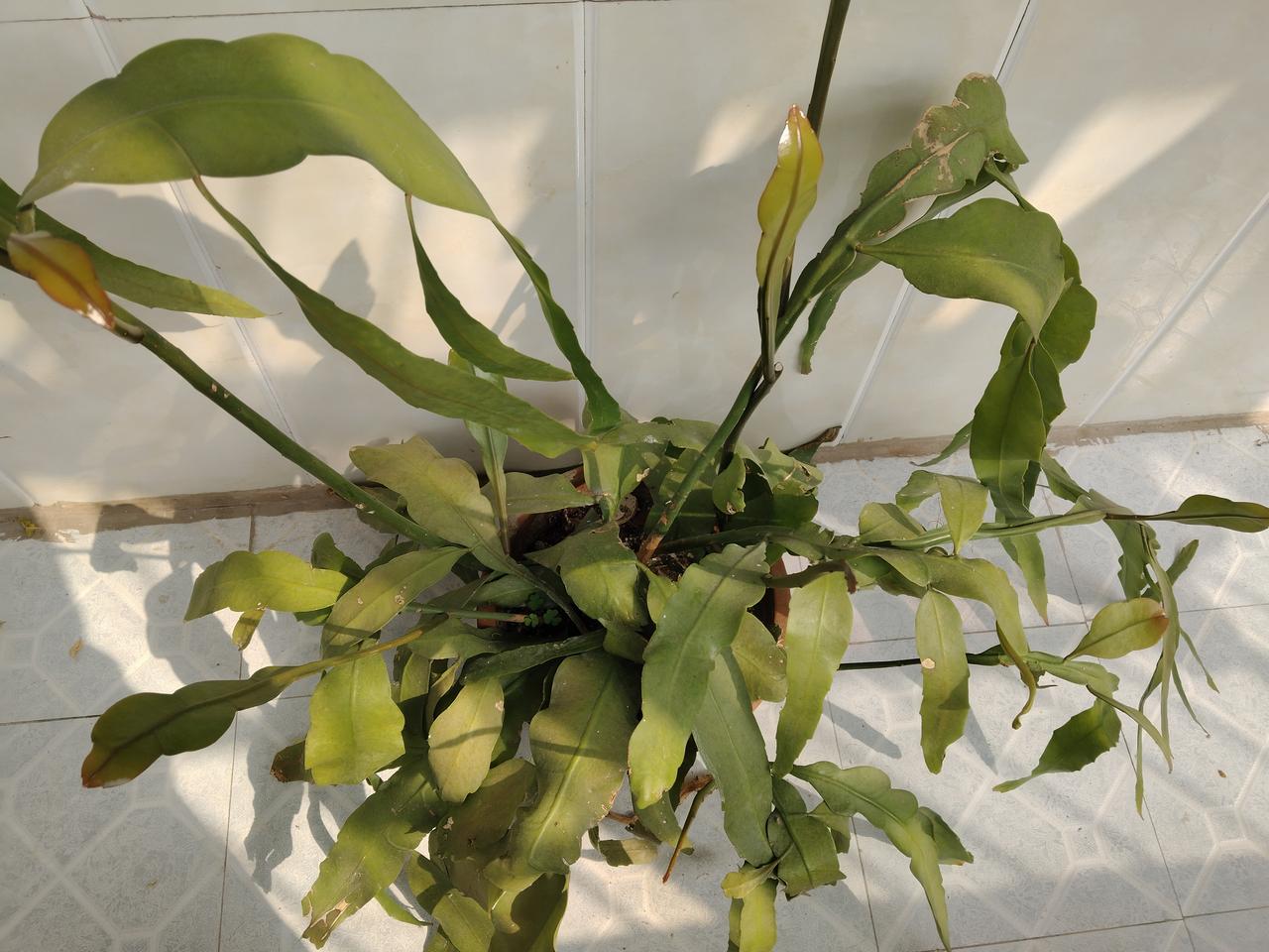 我平时喜欢养花，但家里的花并不是很多，阳台上有吊兰，茉莉，三角梅，发财树，昙花，