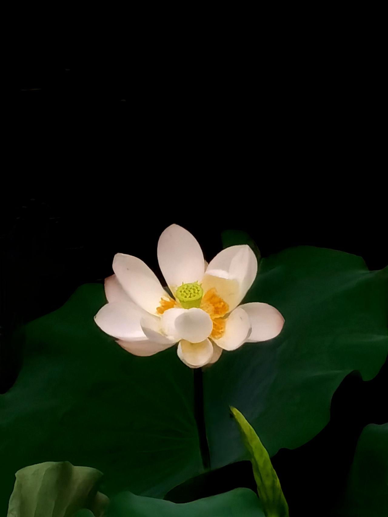今天拍了白莲十八张，正好发一版。白莲 莲花 荷花