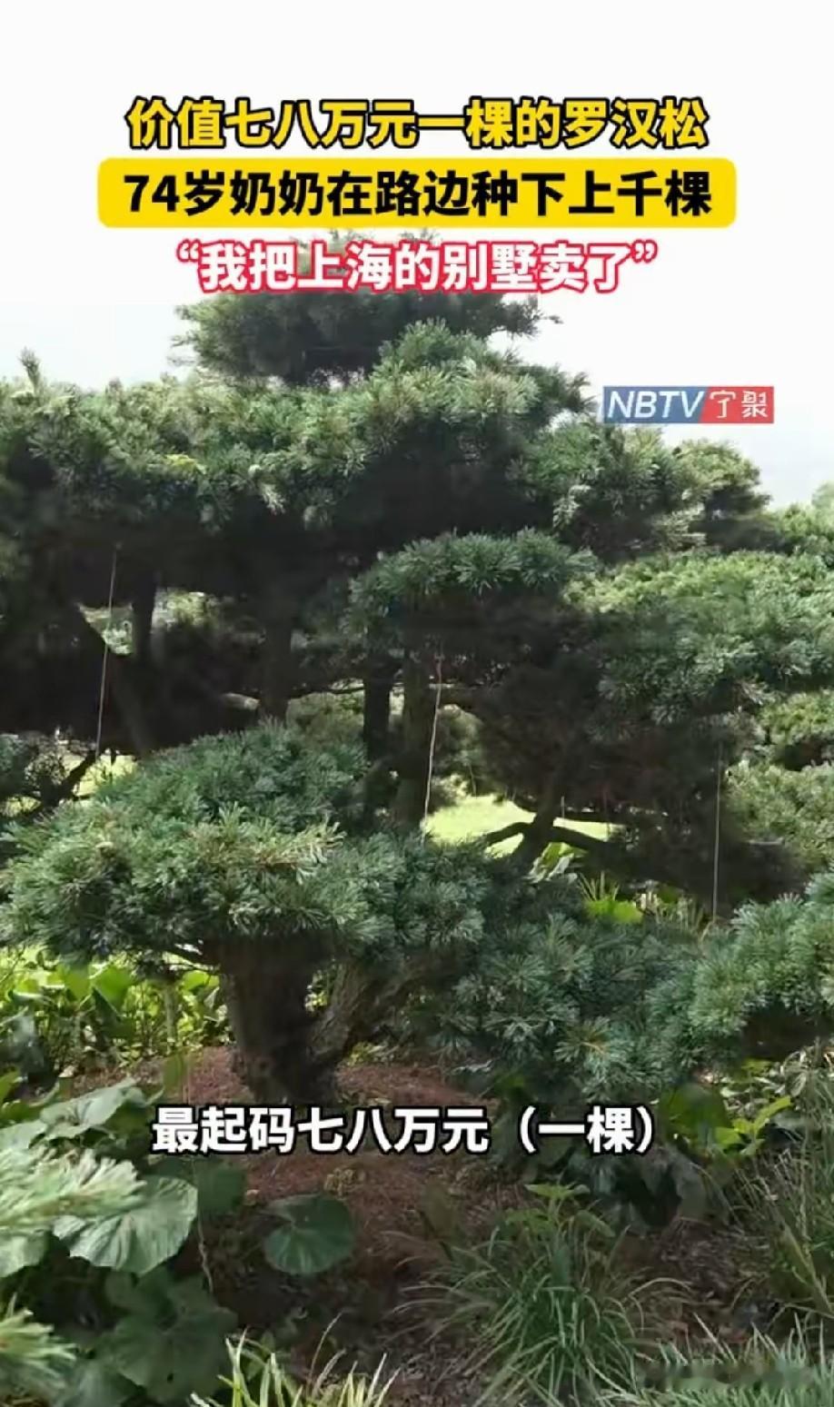 为啥这么贵，是比较难种活吗？