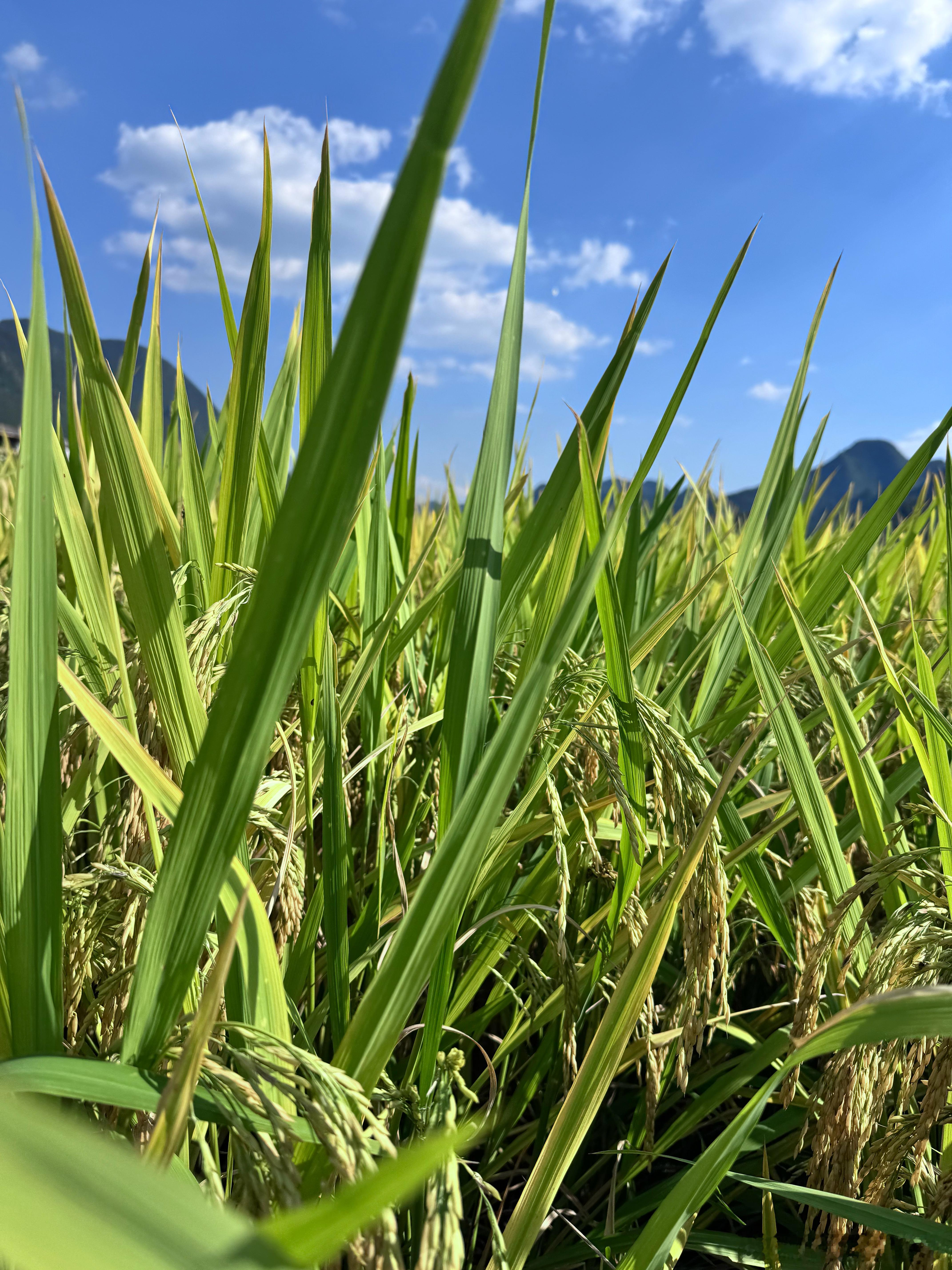 教师称患上手机恐惧症看完这个热搜很感慨：老师焦虑，家长疲惫，好像没有谁是轻松的。