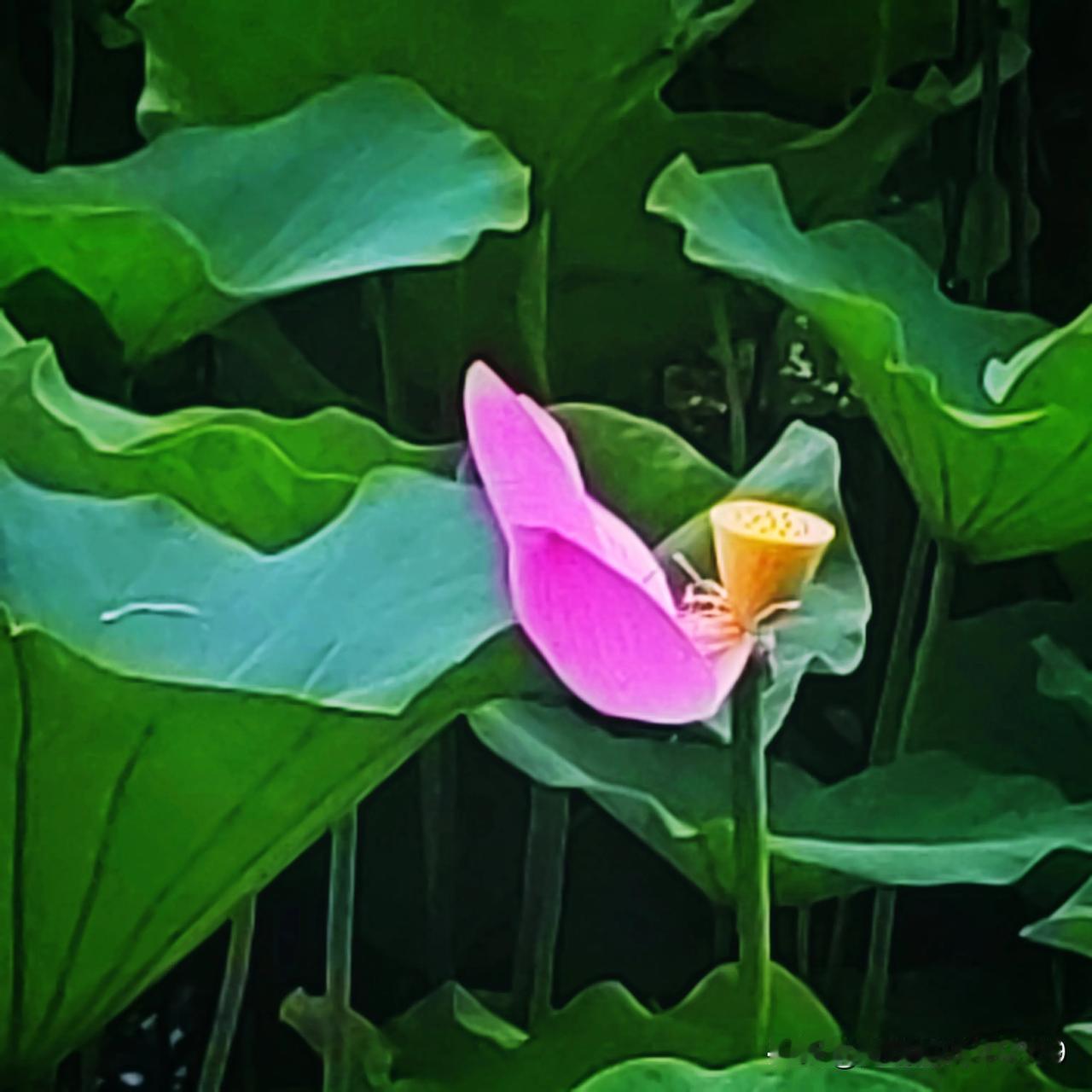 邻居家的孩子今年考上大学，需要一部手机，全家人都在出谋划策，有推荐苹果的，也有推