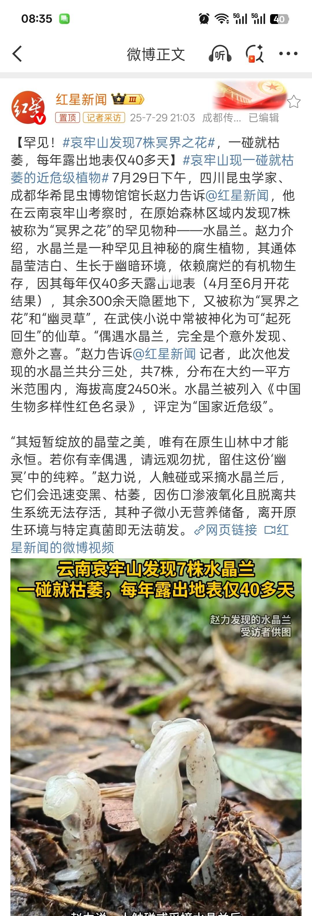 哀牢山发现7株冥界之花每年只有40多天露在地表，其佘3百多天躲在地下！这个水晶兰