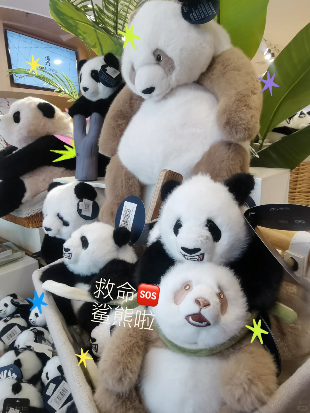 这家店的熊猫鲨气好重！