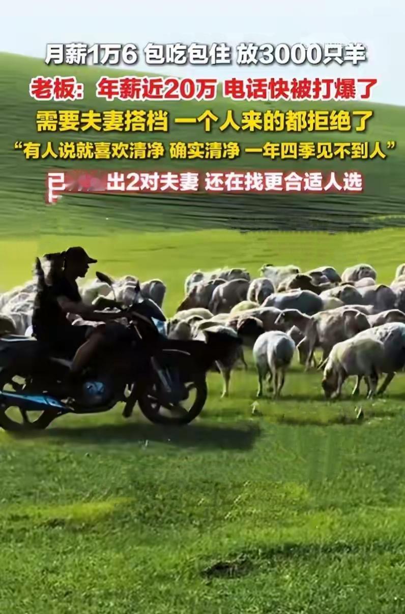 现在找工作卷上天，没想到最香的岗位居然藏在大草原上——月薪1万6，主打工作就是放