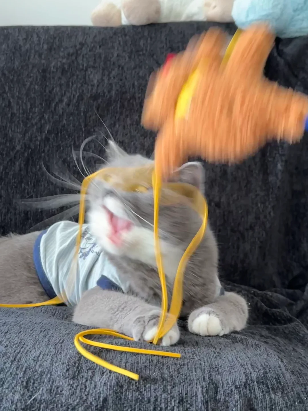 猫咪玩具分享｜玩到疯狂的一款逗猫棒