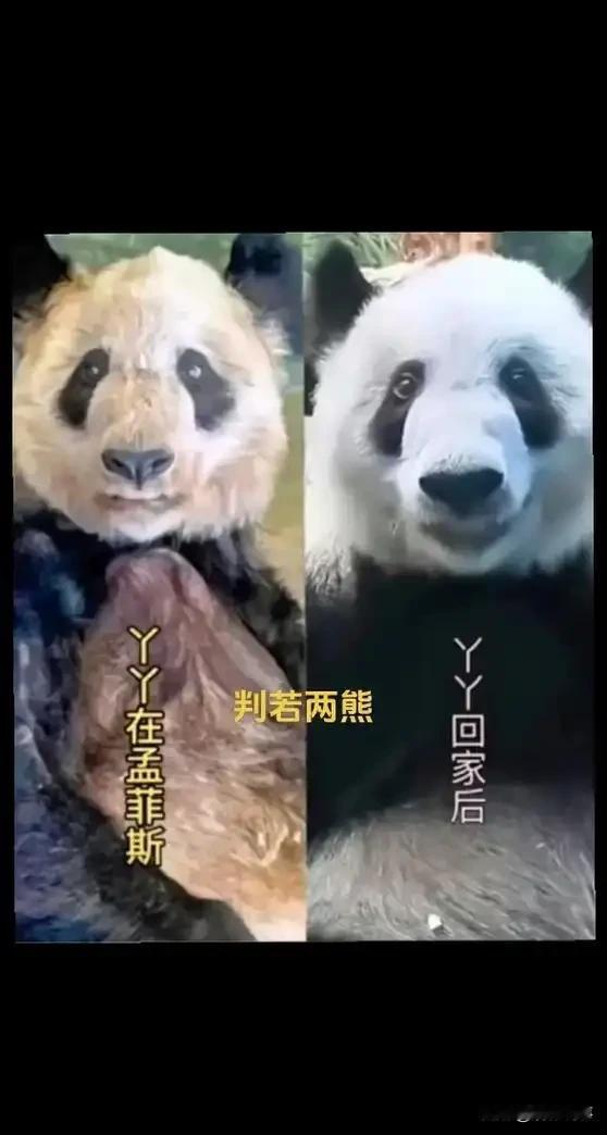 旅美大熊猫“丫丫”回国两年后，健康状况有了显著改善，与在美期间的消瘦模样形成了鲜