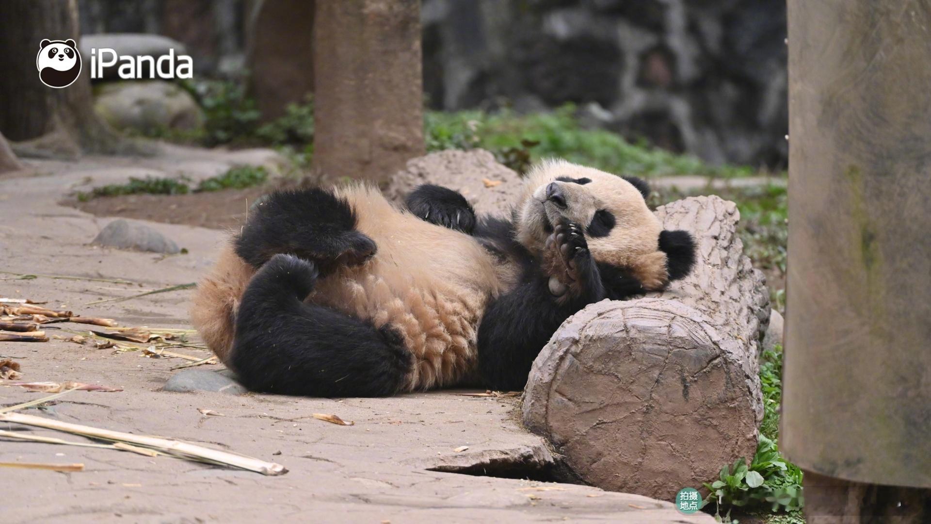 转发分享！接熊猫宝宝安安稳稳的睡眠质量～😴熊猫趣图 大熊猫紫苏[超话] ​​​