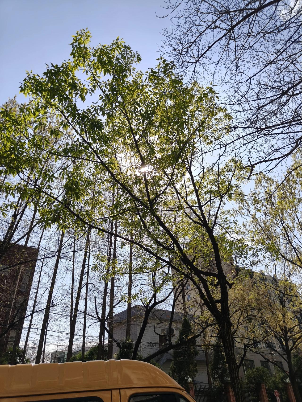 午后阳光正好，外面溜达一圈…

春日随手拍实景图分享！🌿🌿

🌲🌲🌲?