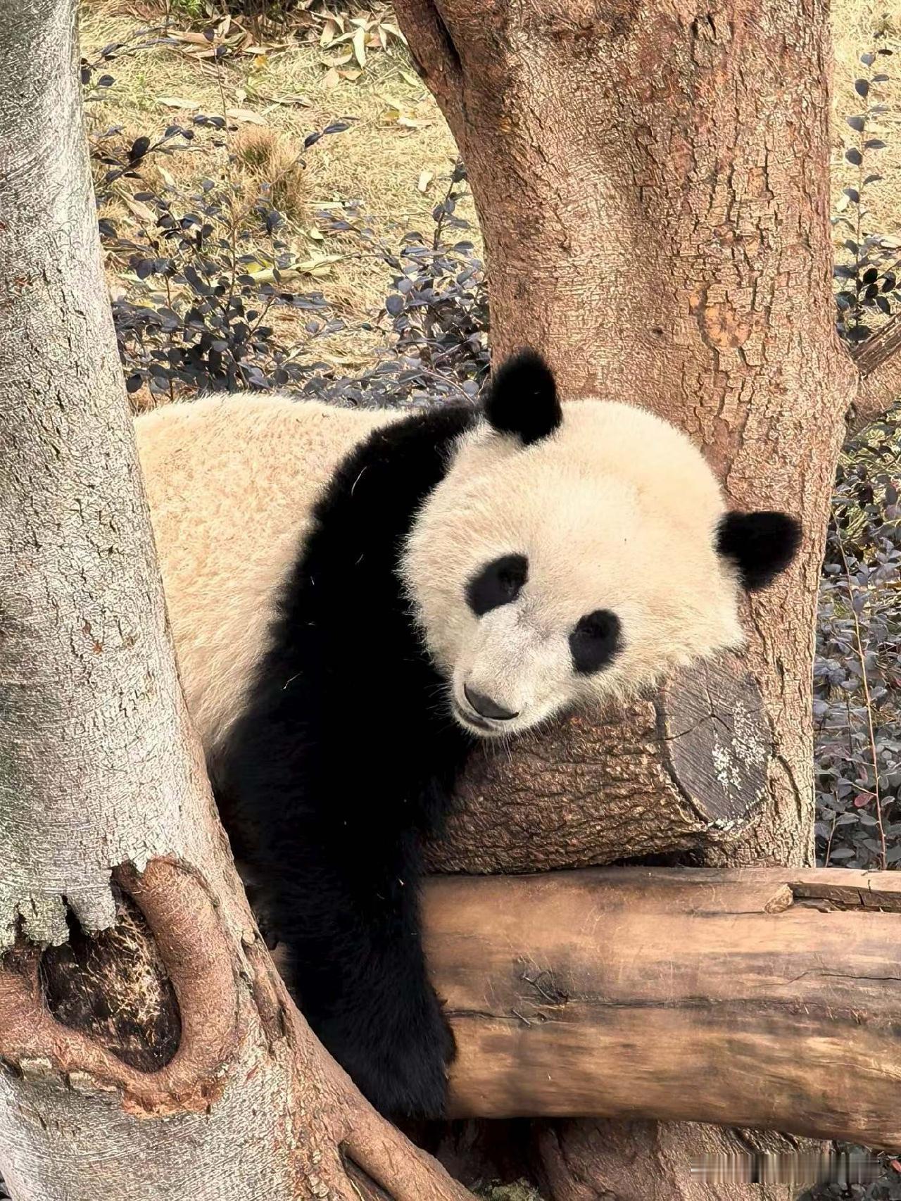 能给个正脸看，真是不容易啊，太给“面子”了[灵光一闪]