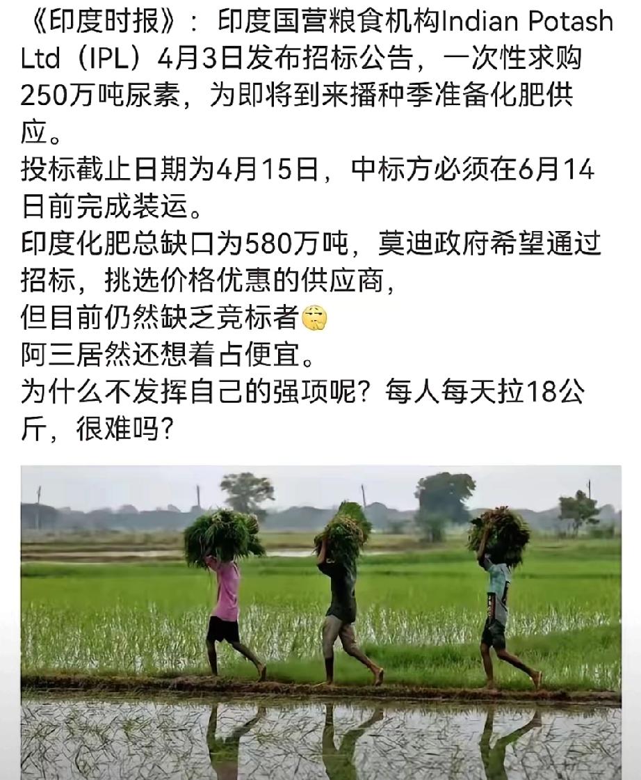 今天4月15日，印度尿素采购投标截止日期到了。
结果出来了，跟预想的一样。没人来
