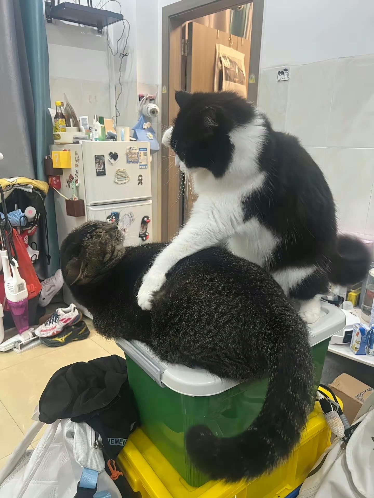 【奶牛猫】警察抓贼，有什么问题？ 