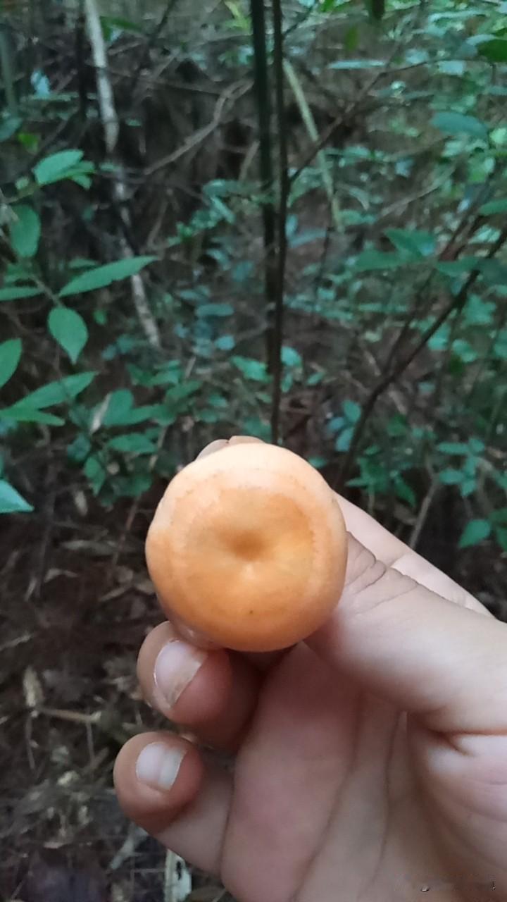 上山偶遇丛树菌，山里人的快乐说来就来
 
今天进山溜达，树丛底下发现一朵丛树菌，