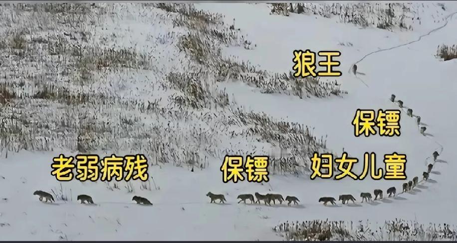格林的后劲太大了，了解格林后才知道狼是一个多么有智慧、知恩图报的动物。

202