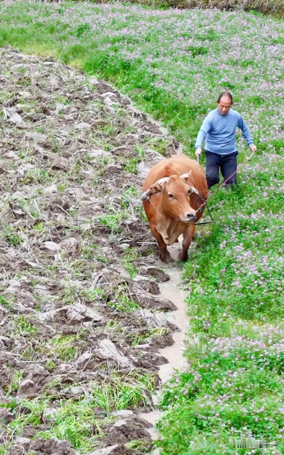 松滋春耕沤田

松滋的沤田，指的是耕地翻压红花苕子，放水浸泡沤肥，也叫“红花压青
