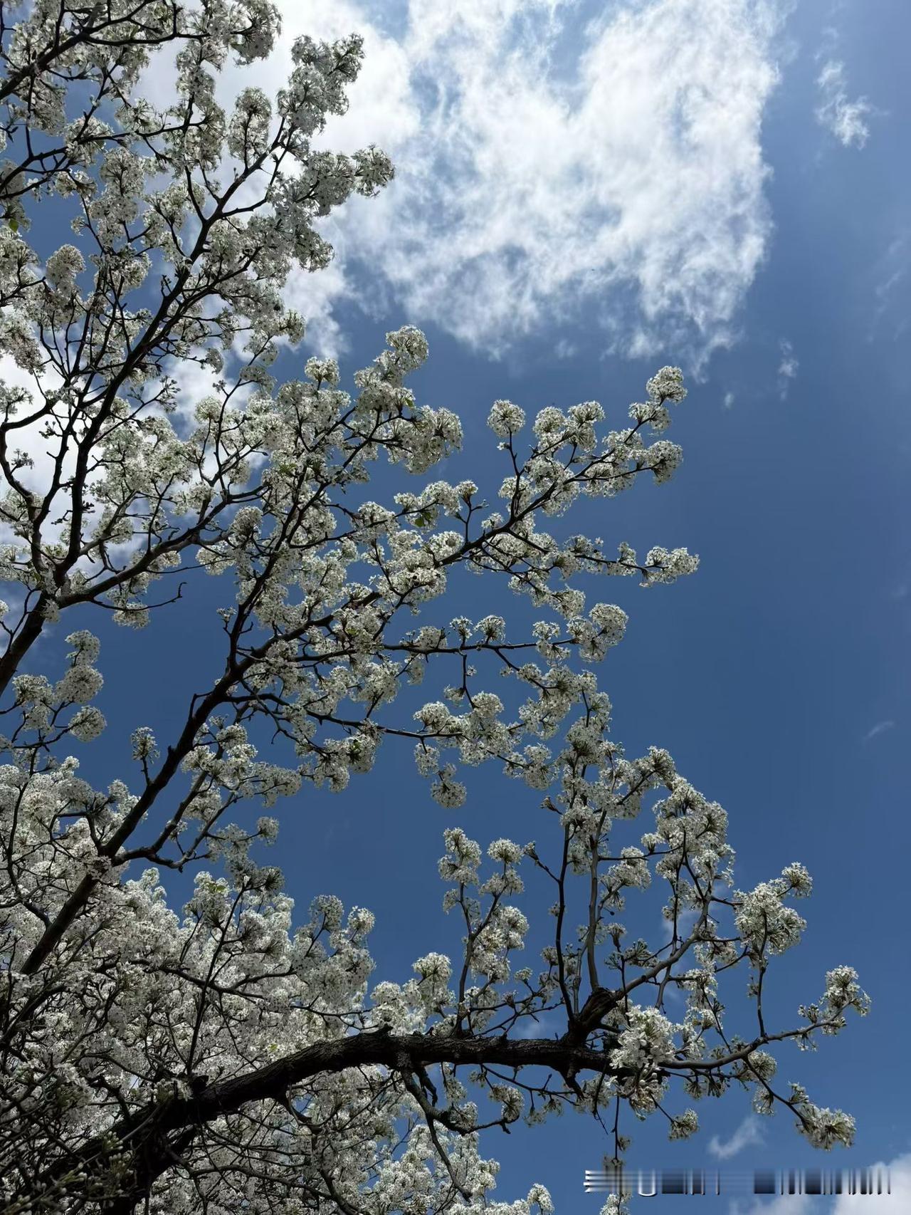 春天的天应该是最蓝的吧！走出去，花花五颜六色，蓝天白云，总是让人心情变得很好！春