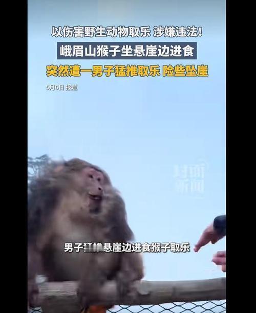 峨眉山惊魂一幕！男子猛推崖边进食猴子险坠崖，官方介入调查
 
近日，四川峨眉山景