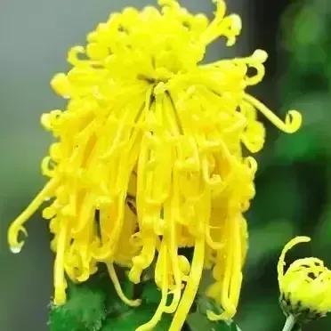 冬雪滋红梅，秋霜染黄菊。