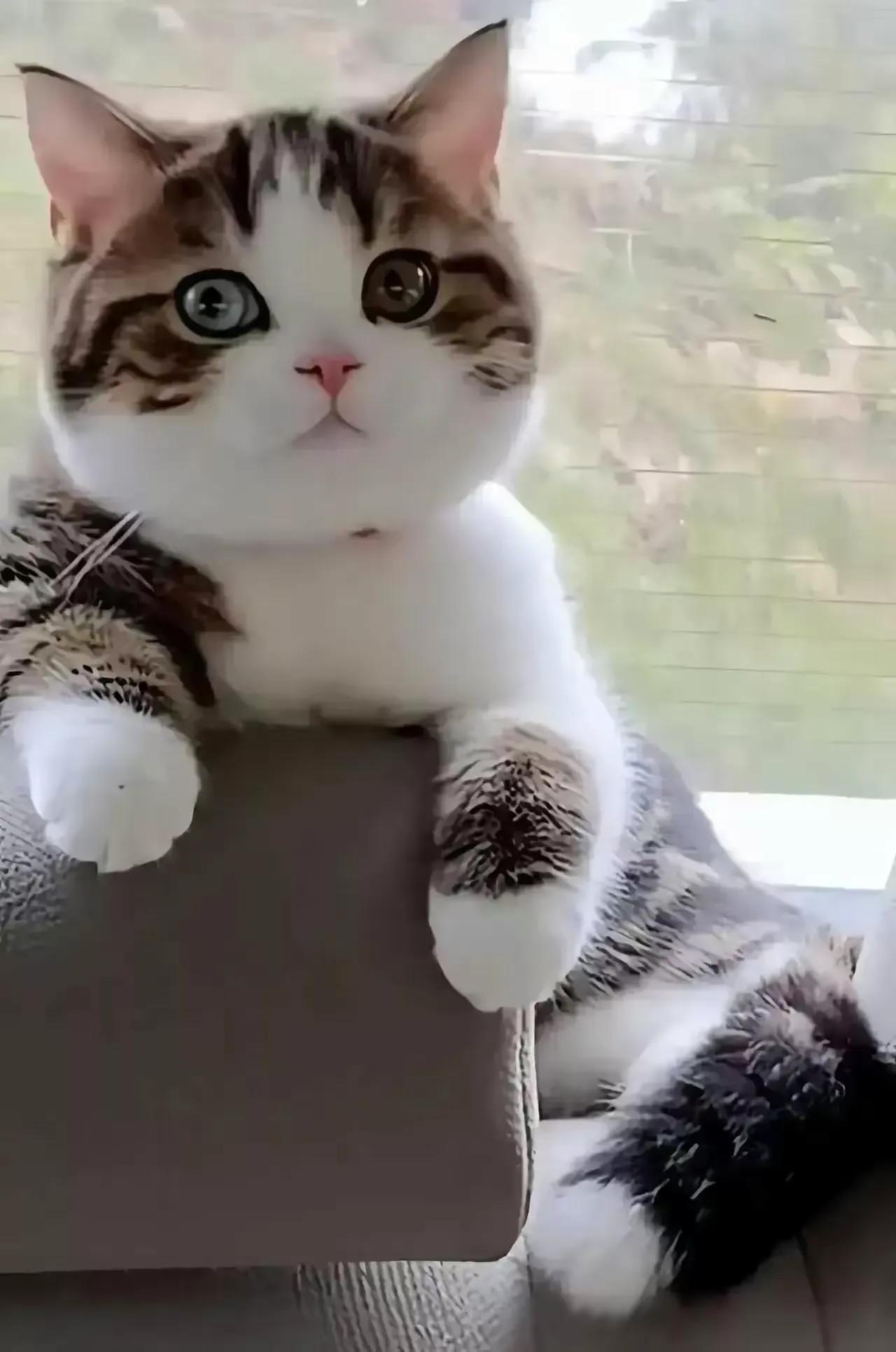 哇！这可可爱爱的小花猫，一双眼睛太有神了！
（网图侵删）