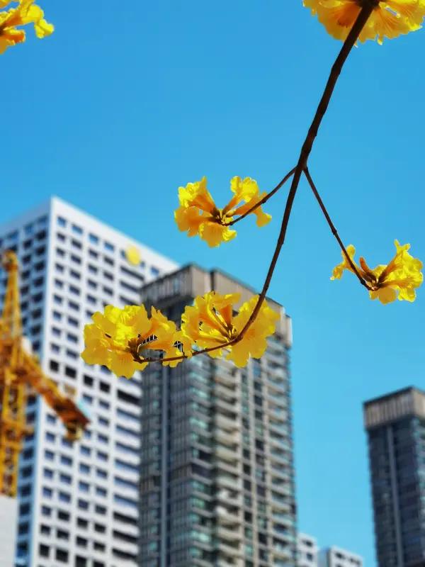 “花近高楼伤客心，万方多难此登临”，这句诗出自杜甫的《登楼》。当时国家动荡不安，